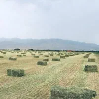 یونجه دوم چین بسته شده اماده