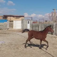 فروش‌ ۲ کره‌ مادیان‌،اسب