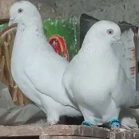 کفتر یا کبوتر