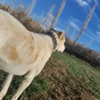 سگ گله ی|سگ|قوچان, |دیوار