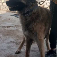 سگ ذات قدیم