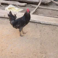 تخم نطفه دار گلین