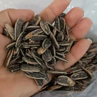 تخمه ۱۹۰ عمده