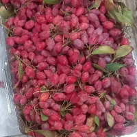 زرشک قاینات