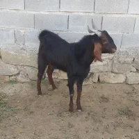 دو عدد بز|حیوانات مزرعه|اهواز, کیانپارس |دیوار