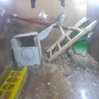 فنچ مولد واقعی با تخم و جوجه|پرنده|خرم‌آباد, |دیوار