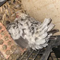 دو عدد مرغ گلین اصیل کرک (کرچ)|پرنده|کرمان, |دیوار