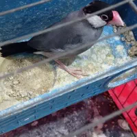 نرگس خوشگل