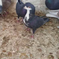 رسمی سیاه|حیوانات|زرند, |دیوار