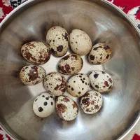 تخم بلدرچین
