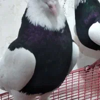 کبوترسیاه طوقی کاکولی