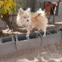 سگ اشپیتز ژاپنی|سگ|سیرجان, |دیوار