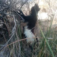 پازن ترکی|حیوانات مزرعه|دشمن زیاری, |دیوار