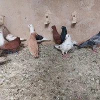 کفتر|پرنده|اهواز, باغ شیخ|دیوار