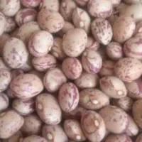 لوبیا چیتی باکیفیت