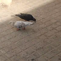 یه جفت کبوتر