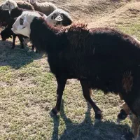 قوچ قزل کله سفید گوش بادمی