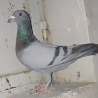 پنج تا ماده ترو تمیز استیل