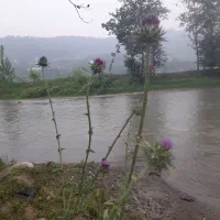 همخانه دانشجو