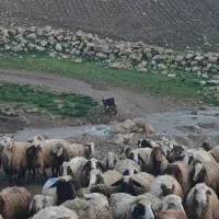 گوسفند کاور کیلوی ۶۸۰