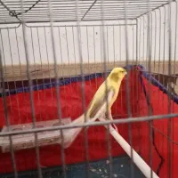 قناری نر|پرنده|فرخشهر, |دیوار