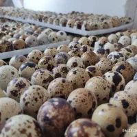 تخم بلدرچین نطفه دار و خوراکی