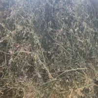 یونجه چیدن دومی خالص گول|عمده‌فروشی|خواجه, |دیوار