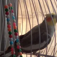 عروس هلندی