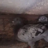 کفتر|پرنده|تهران, شهرک بعثت|دیوار