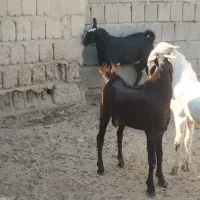 دامداری رمکان|حیوانات مزرعه|قشم, |دیوار