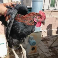 خروس گلین|حیوانات مزرعه|قم, باجک یک|دیوار