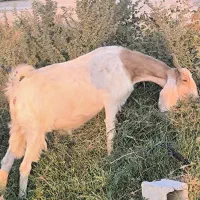 بز پاکستانی آبستن 3ماه دقولوزا|حیوانات مزرعه|خورموج, |دیوار