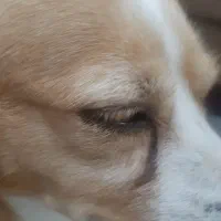 سگ پیدا شده