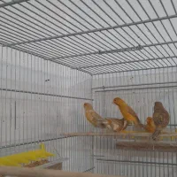 قناری|پرنده|همدان, |دیوار