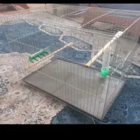 قفس پرنده