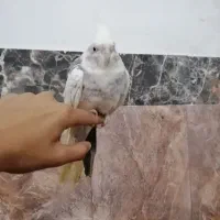 عروس هلندی|پرنده|گنبد کاووس, |دیوار