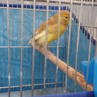 قناری ماده|پرنده|ساوه, |دیوار