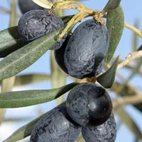 خر.ید.ار انواع مدل زیتون کل استان