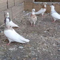 کبوتر طوقی نرو ماده|پرنده|جوانرود, |دیوار