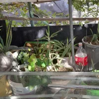 تعدادی گل باقیمت مناسب|گل و گیاه طبیعی|اسلامشهر, مسکن مهر اسلاشهر (شهرک امام خمینی)|دیوار