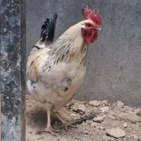 حیوان خانگی