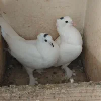 سفید سلار