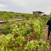 باغ پسته در ایلخچی