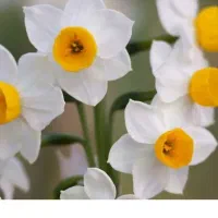 پیاز گل نرگس شهلا