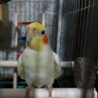 عروس هلندی نر سخنگو