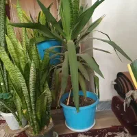 گل طبیعی سانسوریا|گل و گیاه طبیعی|معصومیه, |دیوار