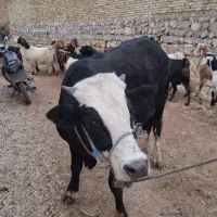 گوسالهنرگوشتیدرجهیکگاو|حیوانات مزرعه|الشتر, |دیوار