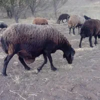 حیوان‌خانگی|حیوانات مزرعه|چنارود, |دیوار