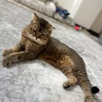 گربه اسکاتیش