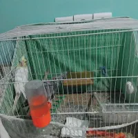 یه جفت عروس هلندی